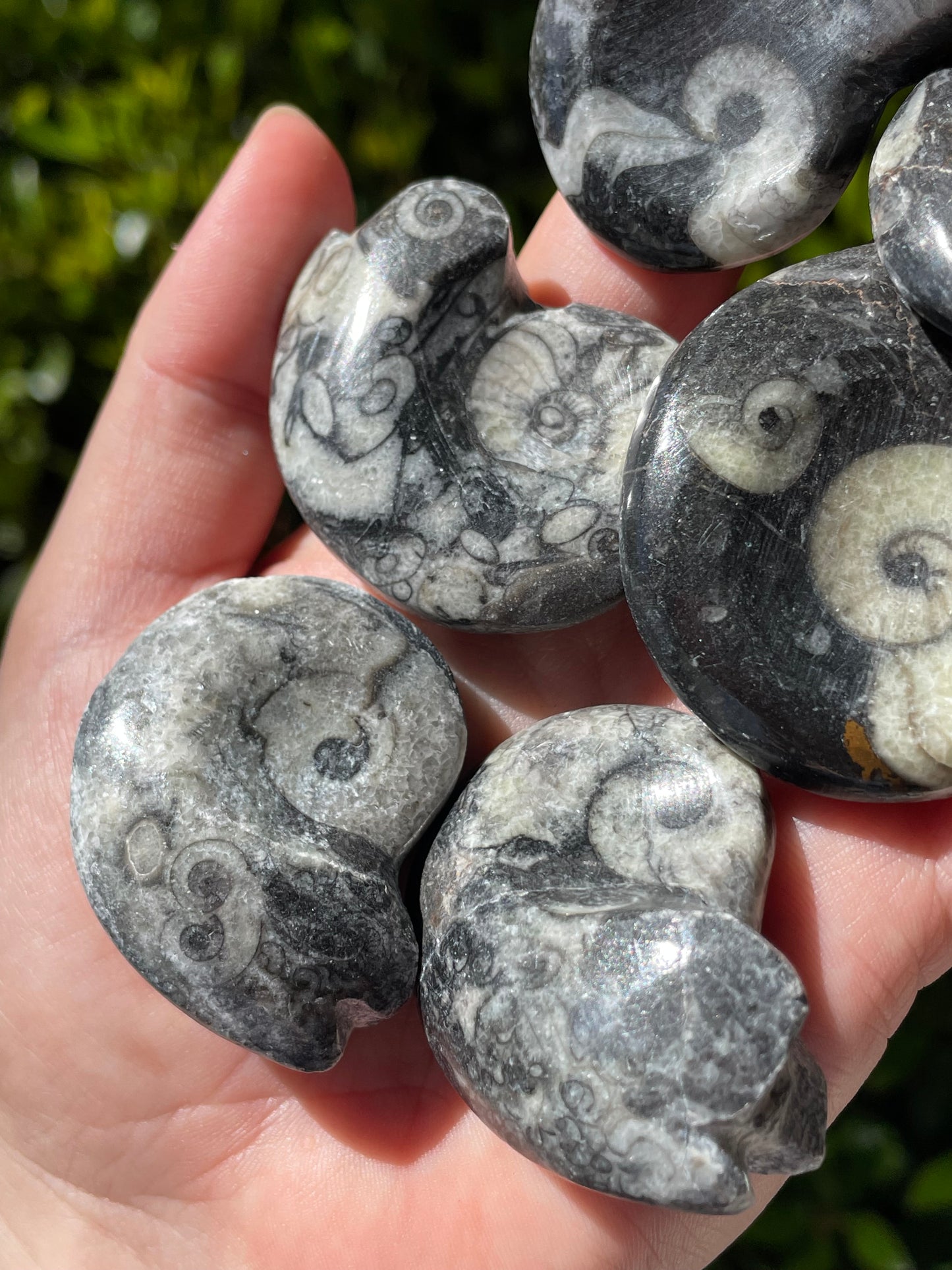 Goniatite Ammonite Fossils