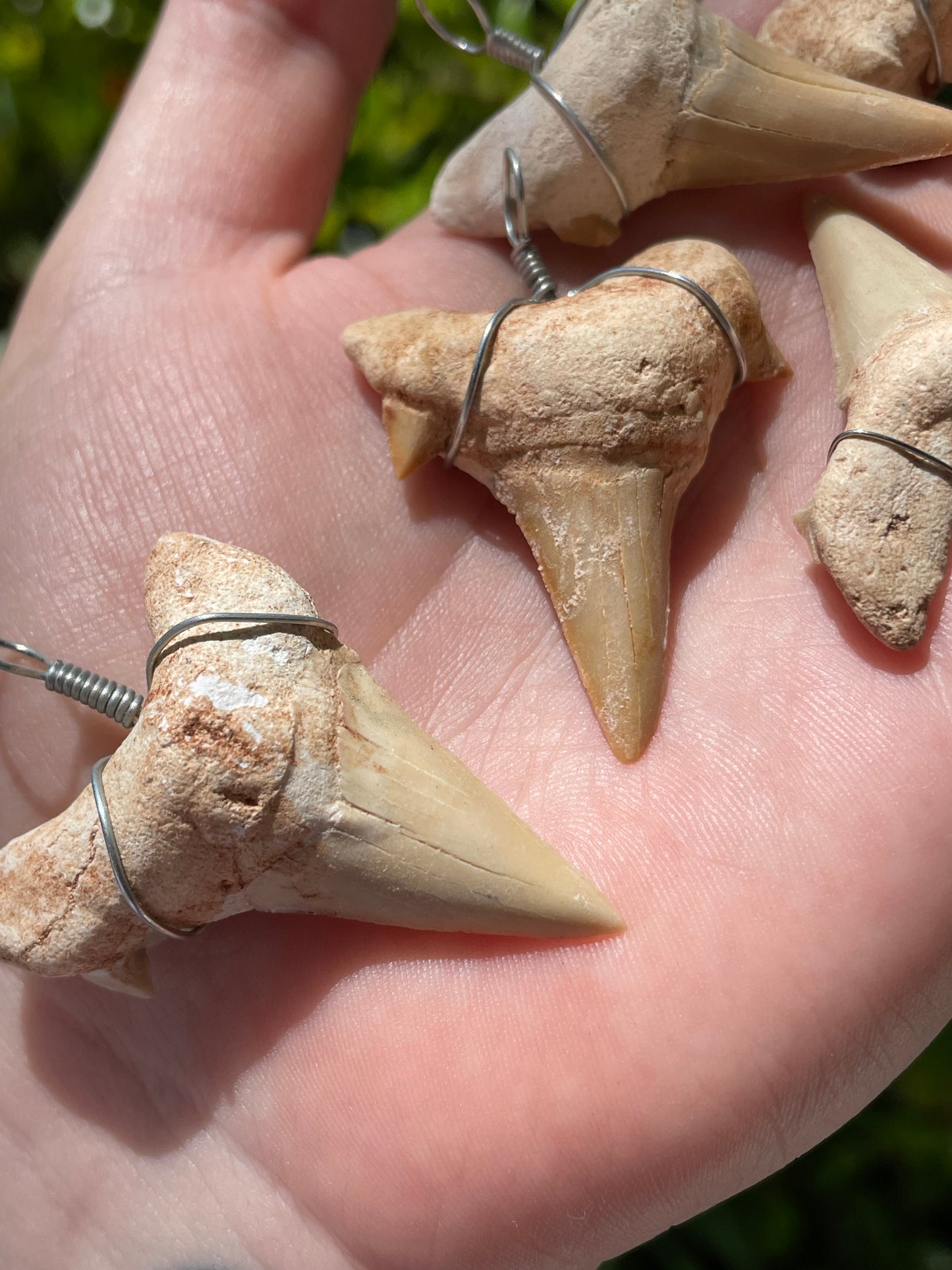 Otodus Shark Fossil Teeth Pendants