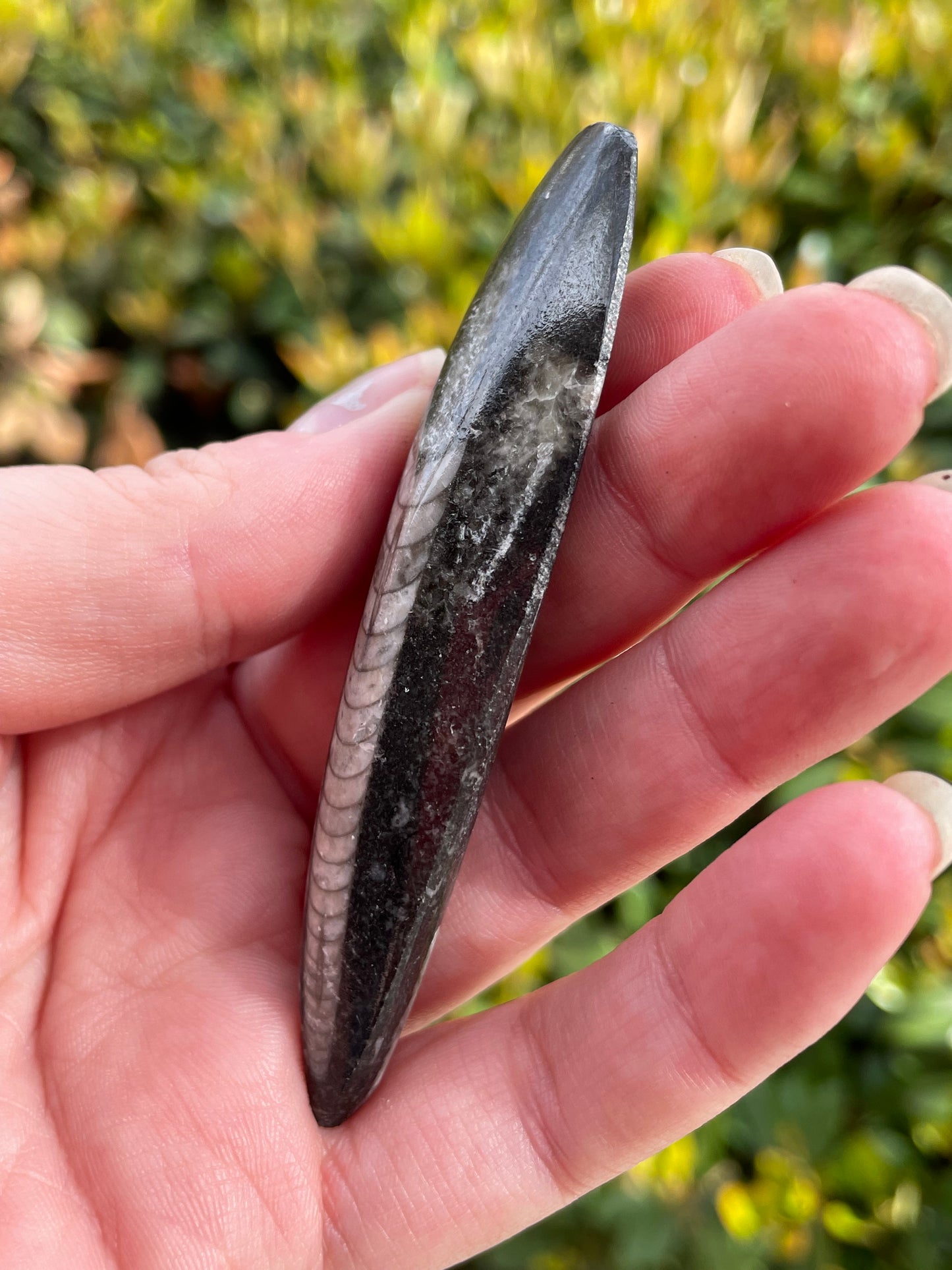 Orthoceras Fossil