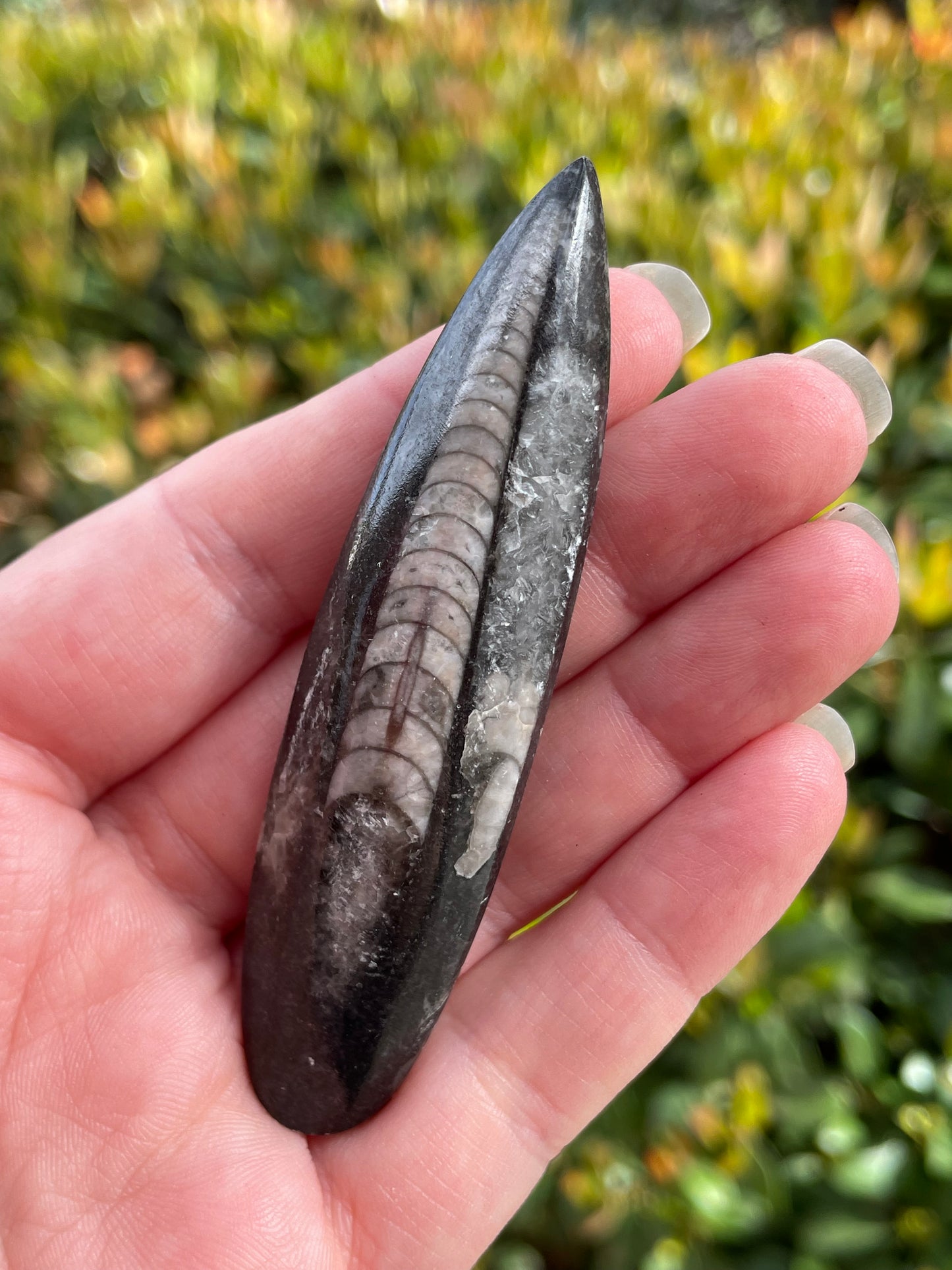 Orthoceras Fossil