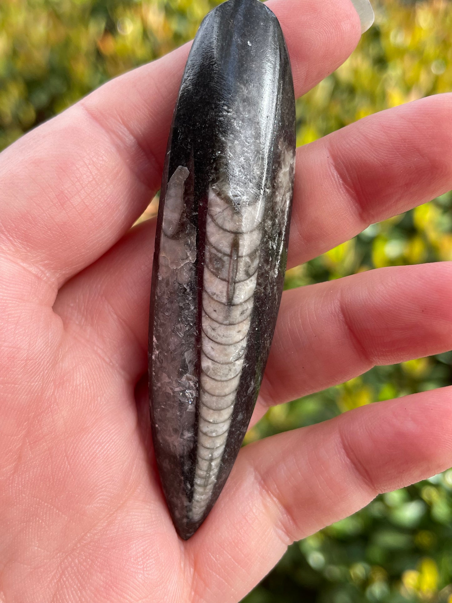 Orthoceras Fossil