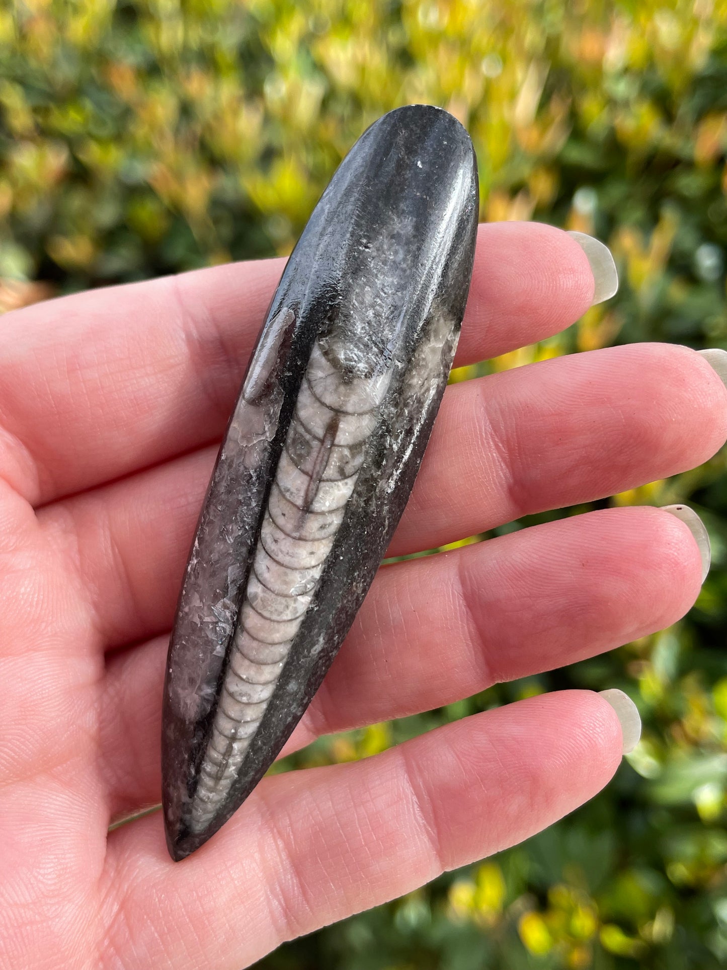Orthoceras Fossil