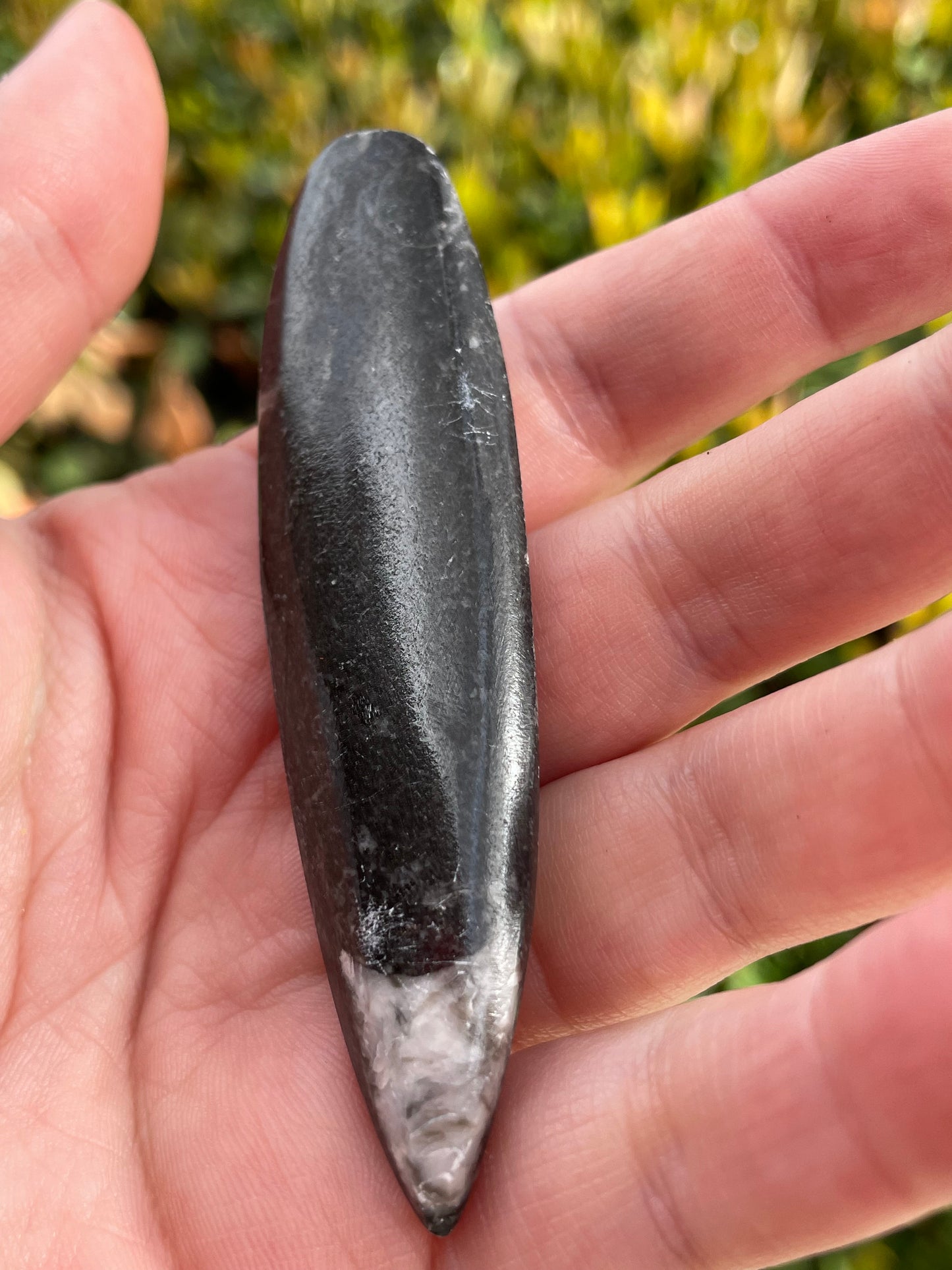 Orthoceras Fossil