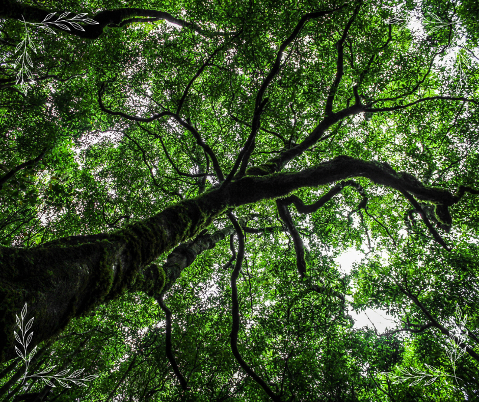 Tree Grounding Exercise – Foxandmamacrystals